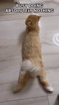 simbafluffyboss reaction gif funny cat cat meme simba GIF