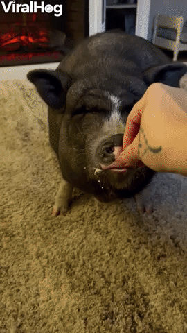 Piggy Asks for Snacks With Kisses