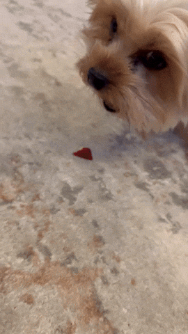 natalieserber giphyupload GIF