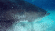 Discovery GIF by Shark Week