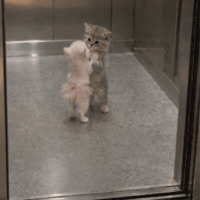 Cat Kitten GIF