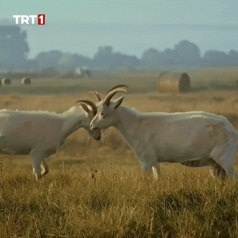 Deniz Baysal Dizi GIF by TRT