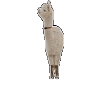 Alpaca Lama Sticker by MESSE ESSEN