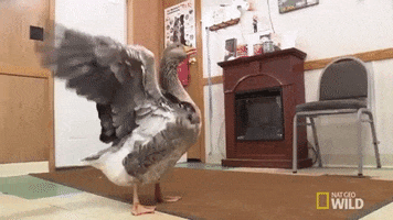 natgeowild goose incredible dr pol shake your tailfeather GIF