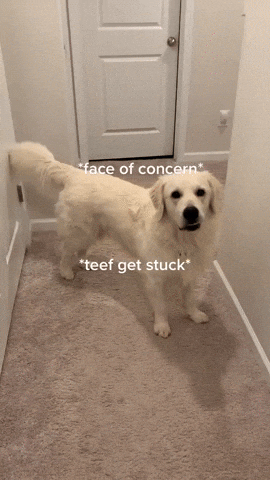 cuteanimalland giphyupload GIF