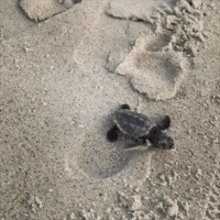 Baby Sea Turtle Makes Its Way Out to Sea on Florida Beach