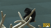 Supervising Monkey Business GIF by Brookfield Zoo