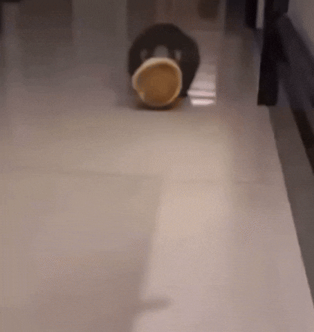 Rat Pancake GIF