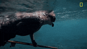 Uncharted Gordon Ramsay GIF by National Geographic Channel