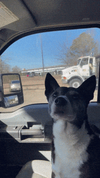 JJ Gives Savvy Turtle Stink Eye