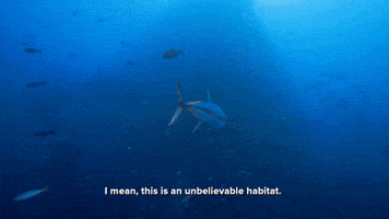 This Is An Unbelievable Habitat!