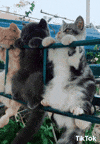 Cat GIF