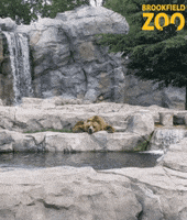 BrookfieldZoo sleep bear sleeping lazy GIF