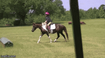equestrian GIF