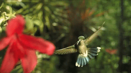 source hummingbird GIF
