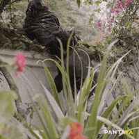 Happy Fun GIF by Pantaya