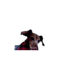 Dachshund Tot Sticker by Geekster Pets