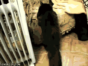 drunk cat GIF by Cheezburger