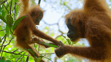 baby animal eating GIF by Our Planet