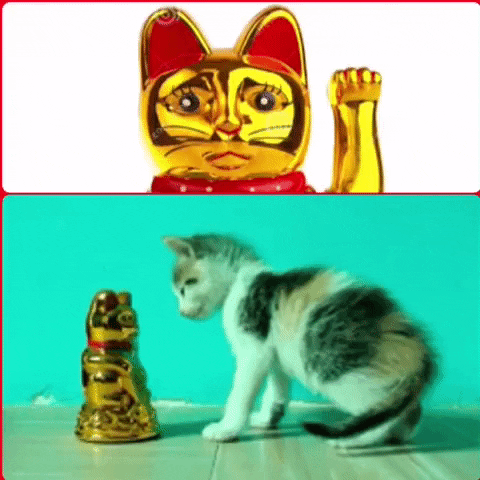 cat GIF by The Videobook