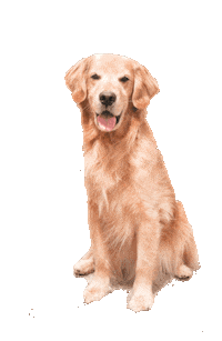 Waving Golden Retriever Sticker