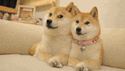Deal With It GIF by DogeGF