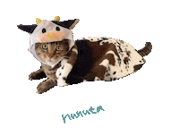 Cat Cow Sticker