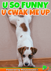 Henlo Hooman Fren GIF by PetJuvenate - PJ
