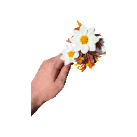 John Sullivan Flower Sticker