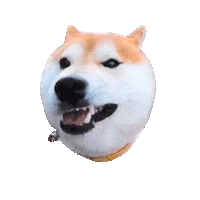 Dog Shiba Sticker by Arata