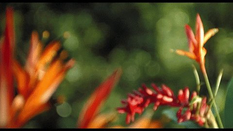 birds source GIF