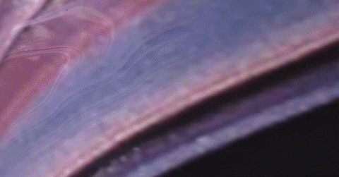 sudheepmeta giphyupload GIF