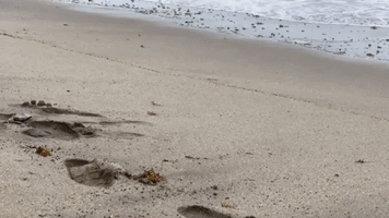 Baby Sea Turtle Ventures Into Stormy Surf on Jupiter Beach