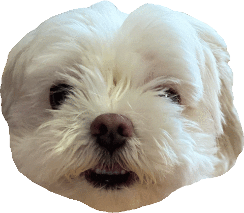 Dog 강아지 Sticker