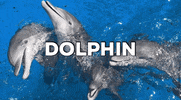 TheDolphinCo  GIF
