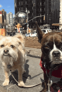 gottalotta dog trump new york city rat GIF