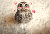 owl hoot GIF