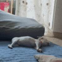 Puppy GIF