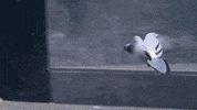 San Francisco Skate GIF by New Balance Numeric