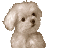 dogs STICKER