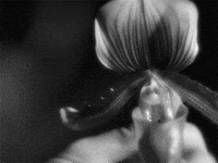 mata hari flower GIF by Maudit