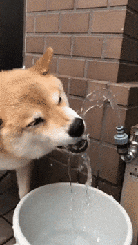 cuteanimalland giphyupload GIF