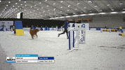 Espn Running GIF by American Kennel Club