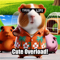 Guinea Pig Compilation GIF by Guinea Gambino