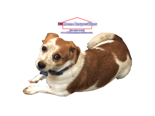 Jackdog Sticker by IM Home Inspections