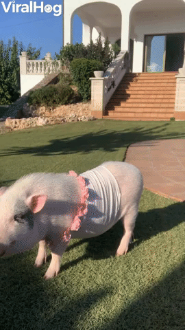 Roxy the Pig Gets Tickled
