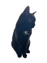 Black Cat Sticker