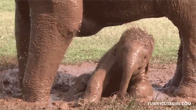 Baby Animals Elephant GIF