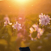 Toisie happy banana sunshine toisie GIF