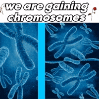 We Are Gaining Chromosomes GIF